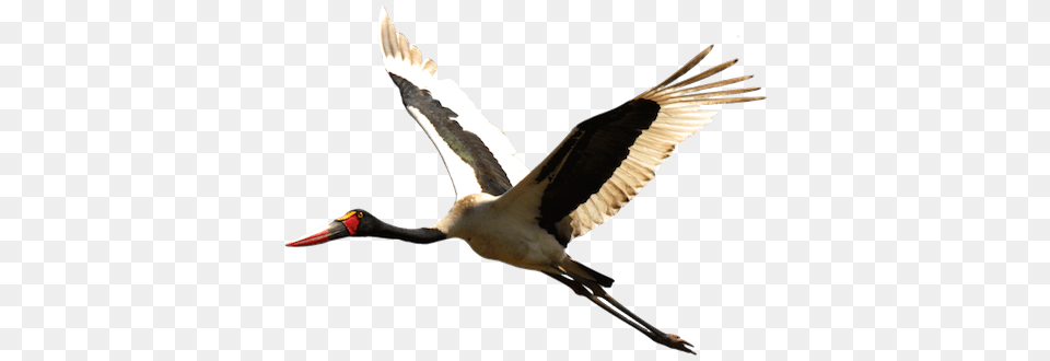 Stork, Animal, Bird, Waterfowl, Beak Png