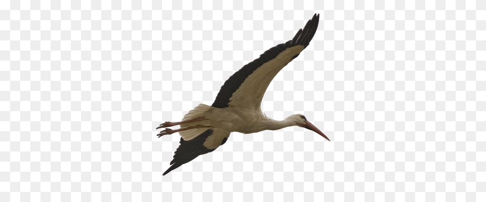 Stork, Animal, Bird, Waterfowl Png Image