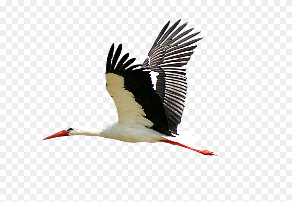 Stork, Animal, Bird, Waterfowl Free Png