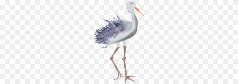 Stork Animal, Bird, Crane Bird, Waterfowl Free Png