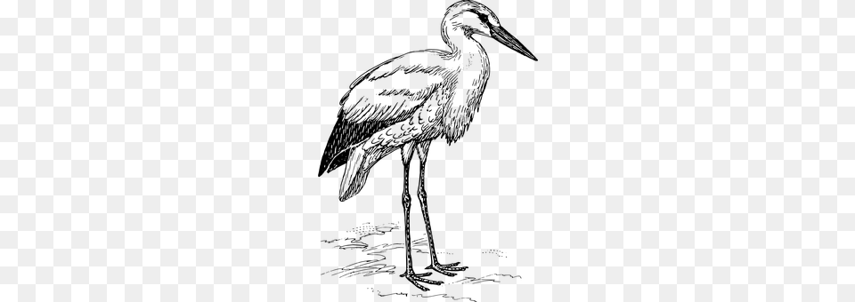 Stork Gray Png