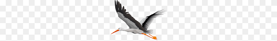 Stork, Animal, Bird, Waterfowl, Beak Png Image