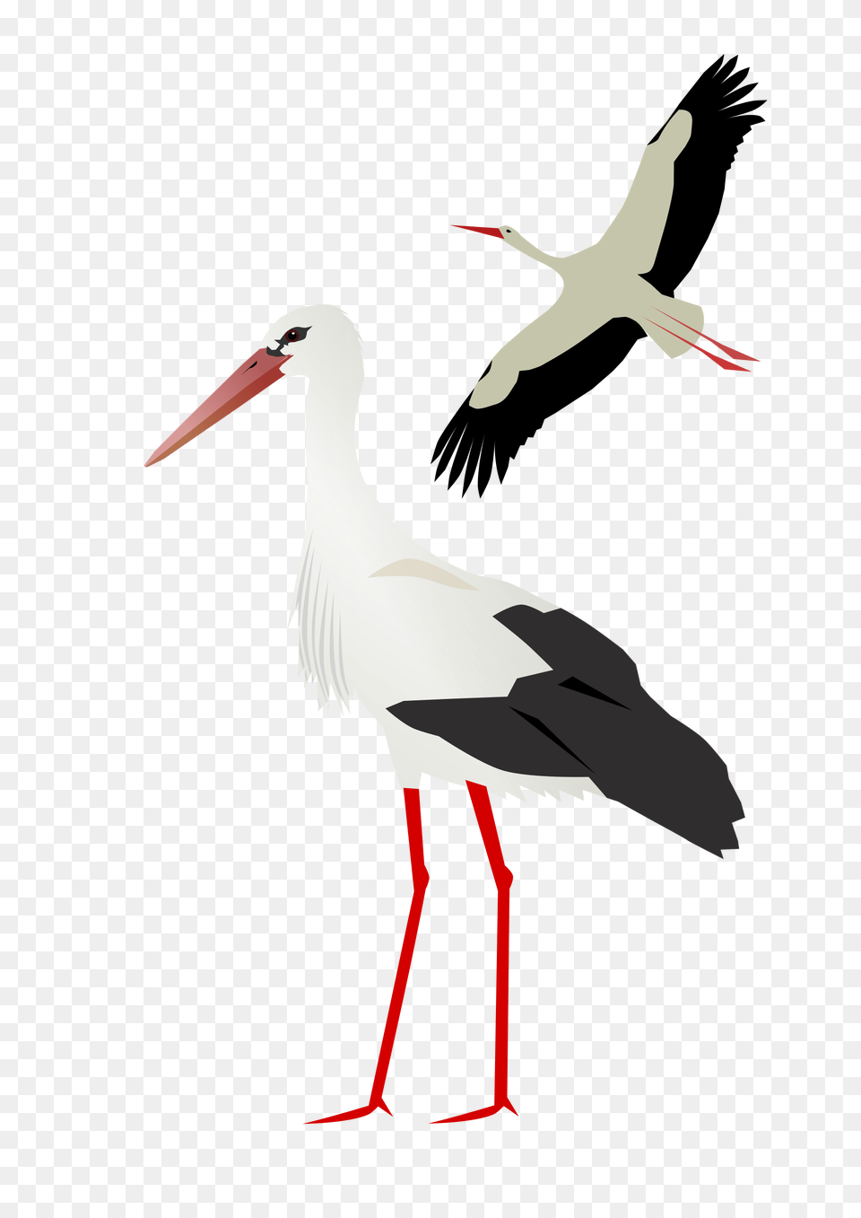 Stork, Animal, Bird, Waterfowl, Crane Bird Png Image