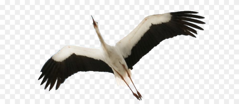 Stork, Animal, Bird, Waterfowl, Crane Bird Free Png