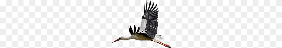 Stork, Animal, Bird, Waterfowl, Crane Bird Free Png