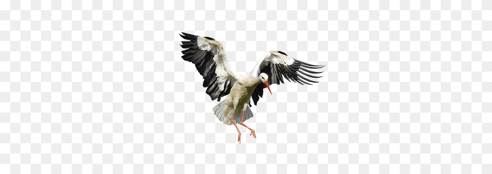 Stork Animal, Bird, Waterfowl Free Png Download