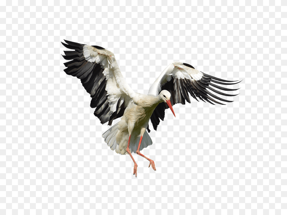 Stork Animal, Bird, Waterfowl Free Png