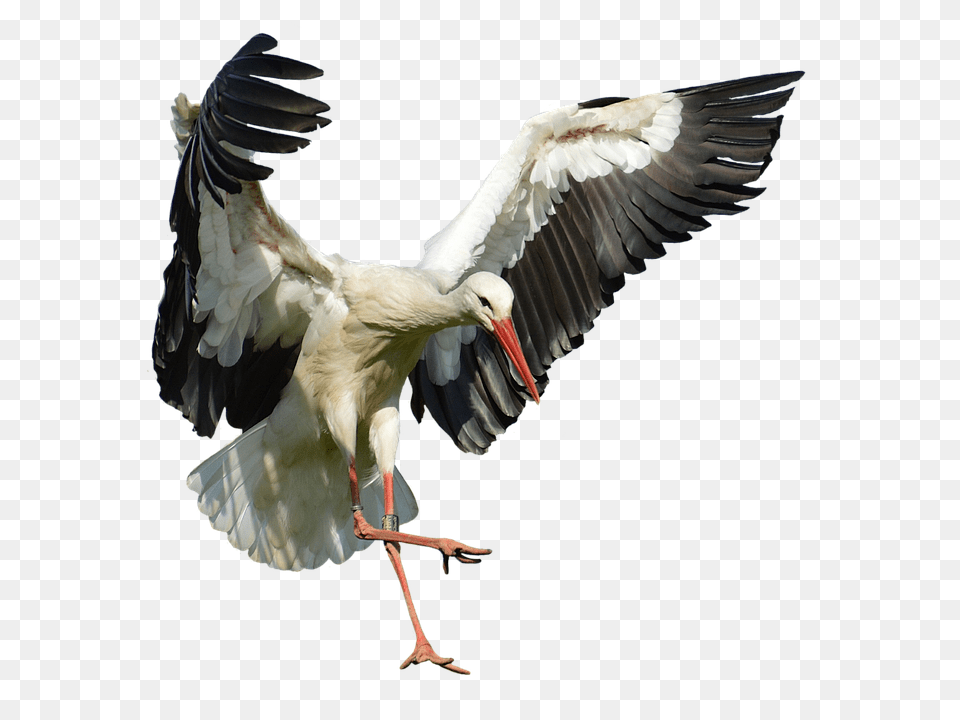 Stork Animal, Bird, Waterfowl Png Image