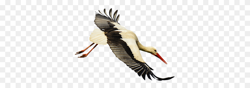 Stork Animal, Bird, Waterfowl, Beak Png