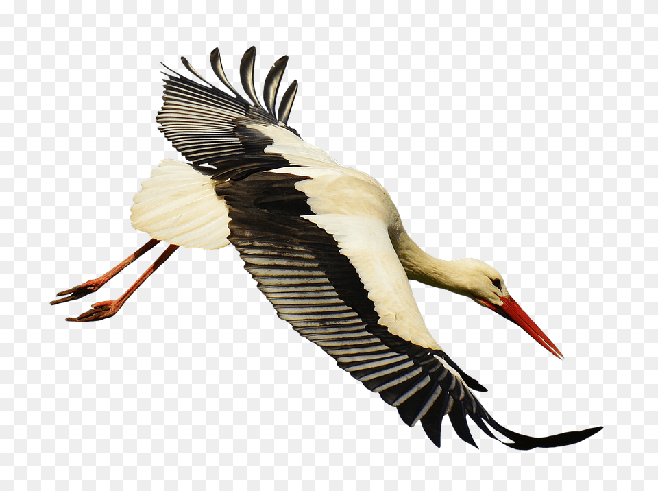 Stork Animal, Bird, Waterfowl Free Png