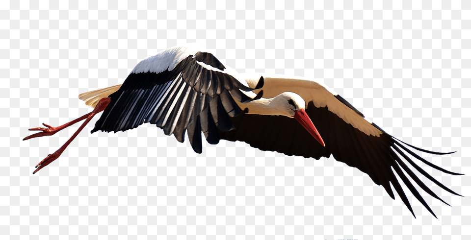Stork Animal, Bird, Waterfowl Free Transparent Png
