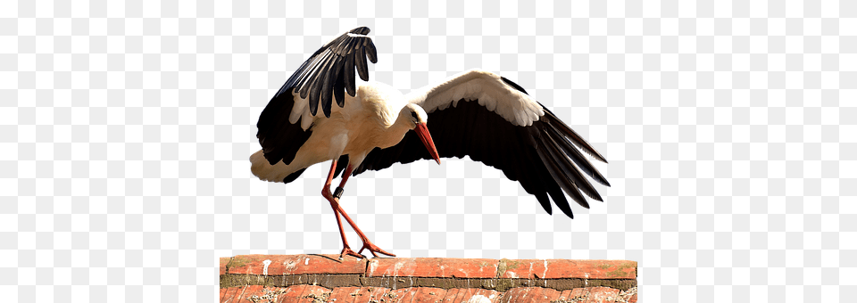 Stork Animal, Bird, Waterfowl Free Transparent Png
