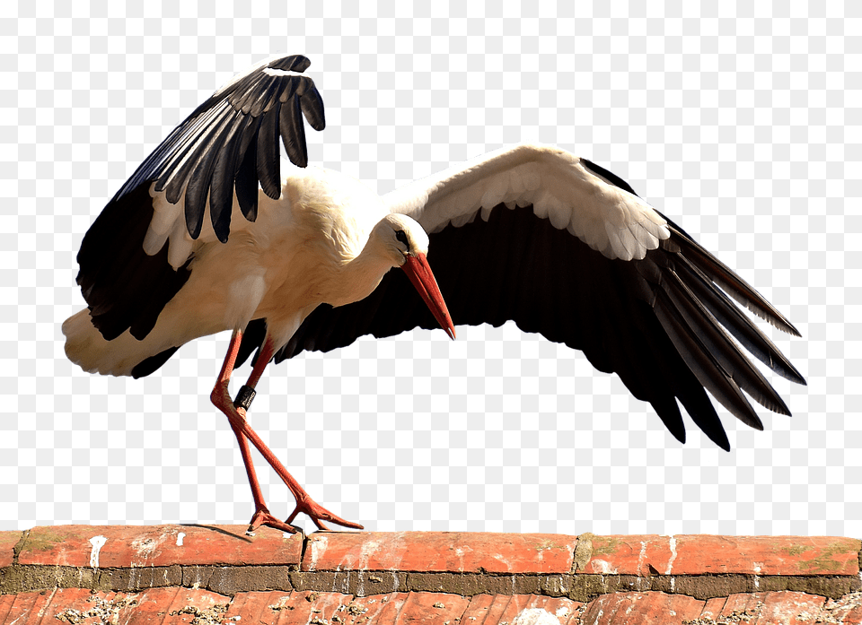 Stork Animal, Bird, Waterfowl Free Png
