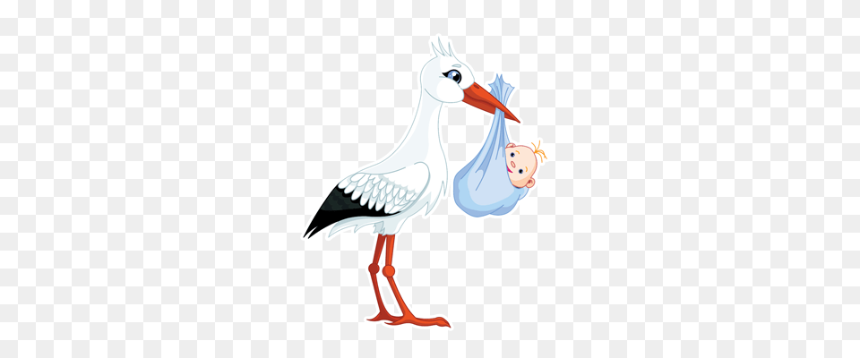 Stork, Animal, Bird, Waterfowl, Beak Free Png