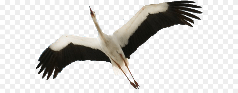 Stork 3 Image Stork, Animal, Bird, Waterfowl, Crane Bird Png