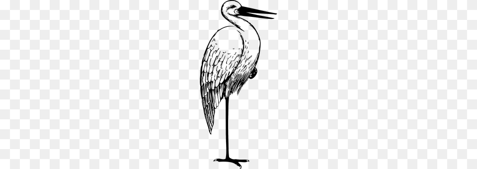 Stork Animal, Bird, Crane Bird, Waterfowl Png Image