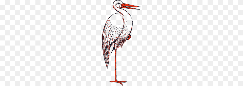 Stork Animal, Bird, Waterfowl, Crane Bird Free Transparent Png