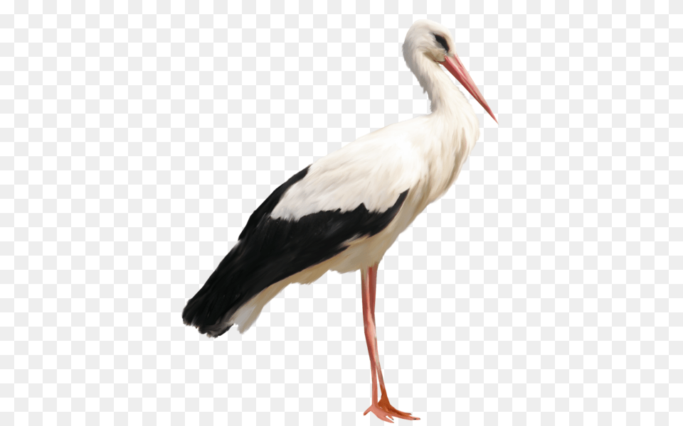 Stork, Animal, Bird, Waterfowl Free Transparent Png