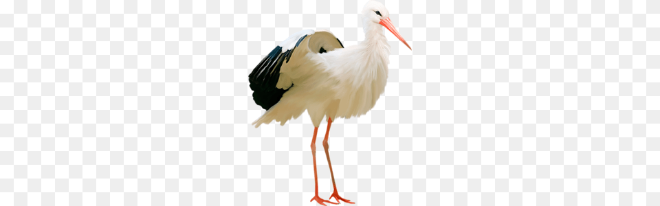 Stork, Animal, Bird, Waterfowl Free Transparent Png
