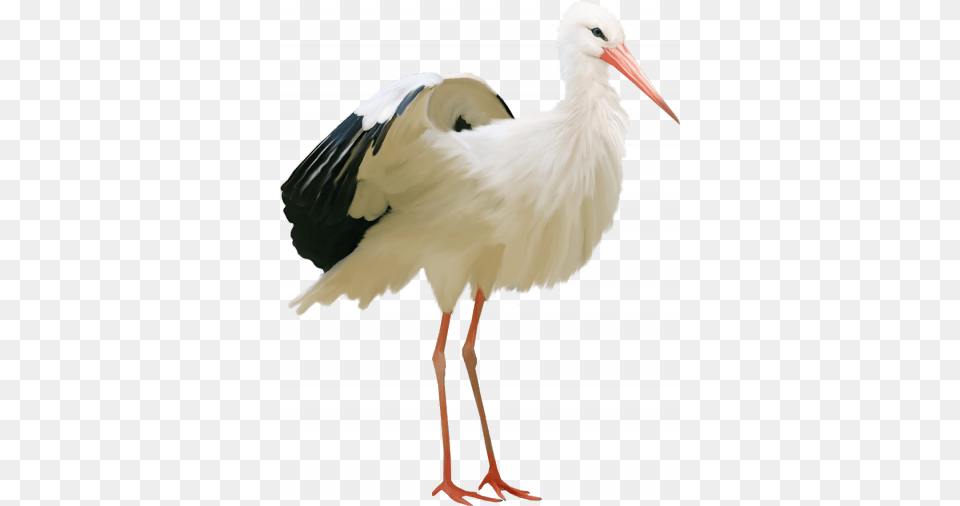 Stork, Animal, Bird, Waterfowl, Crane Bird Free Png