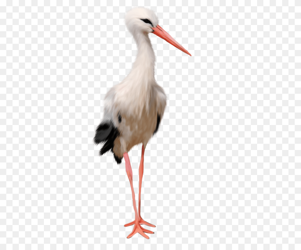 Stork, Animal, Bird, Waterfowl Free Png Download