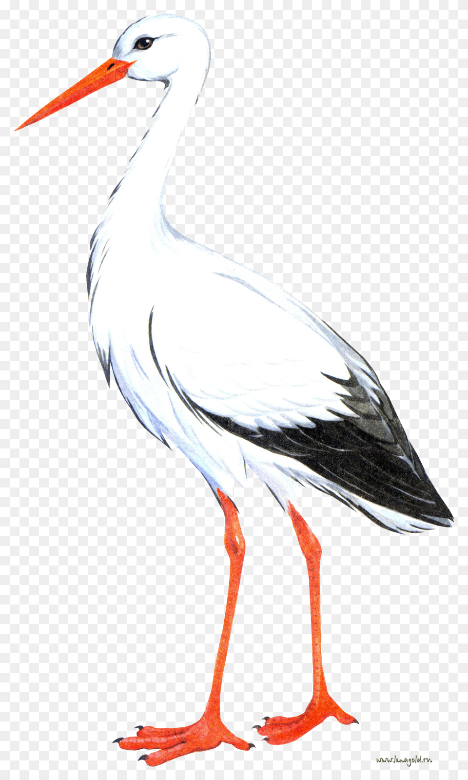 Stork, Animal, Bird, Waterfowl, Crane Bird Png Image
