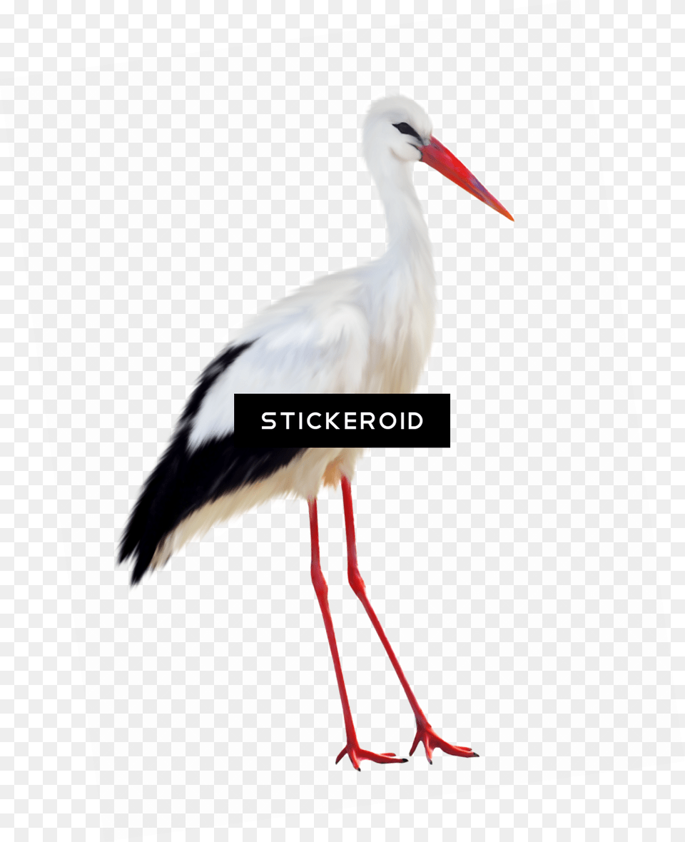 Stork, Animal, Bird, Waterfowl, Crane Bird Png Image