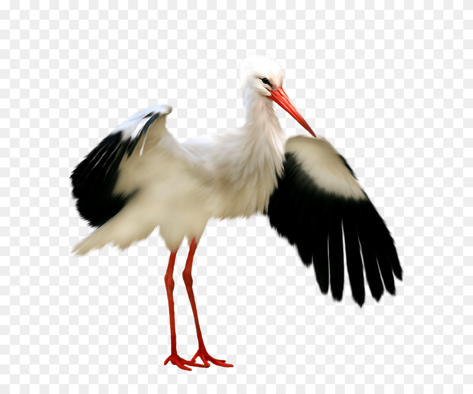 Stork, Animal, Bird, Waterfowl, Beak Png Image