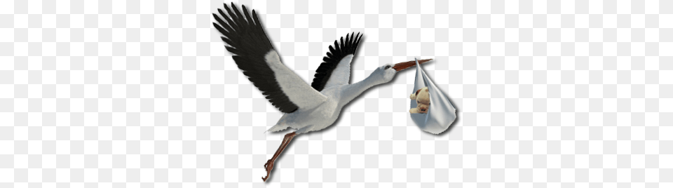 Stork, Animal, Bird, Waterfowl, Goose Free Transparent Png