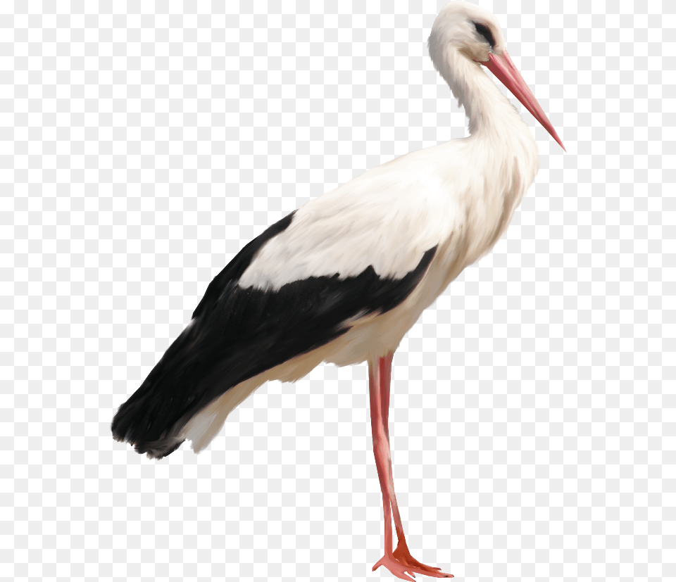 Stork, Animal, Bird, Waterfowl Png