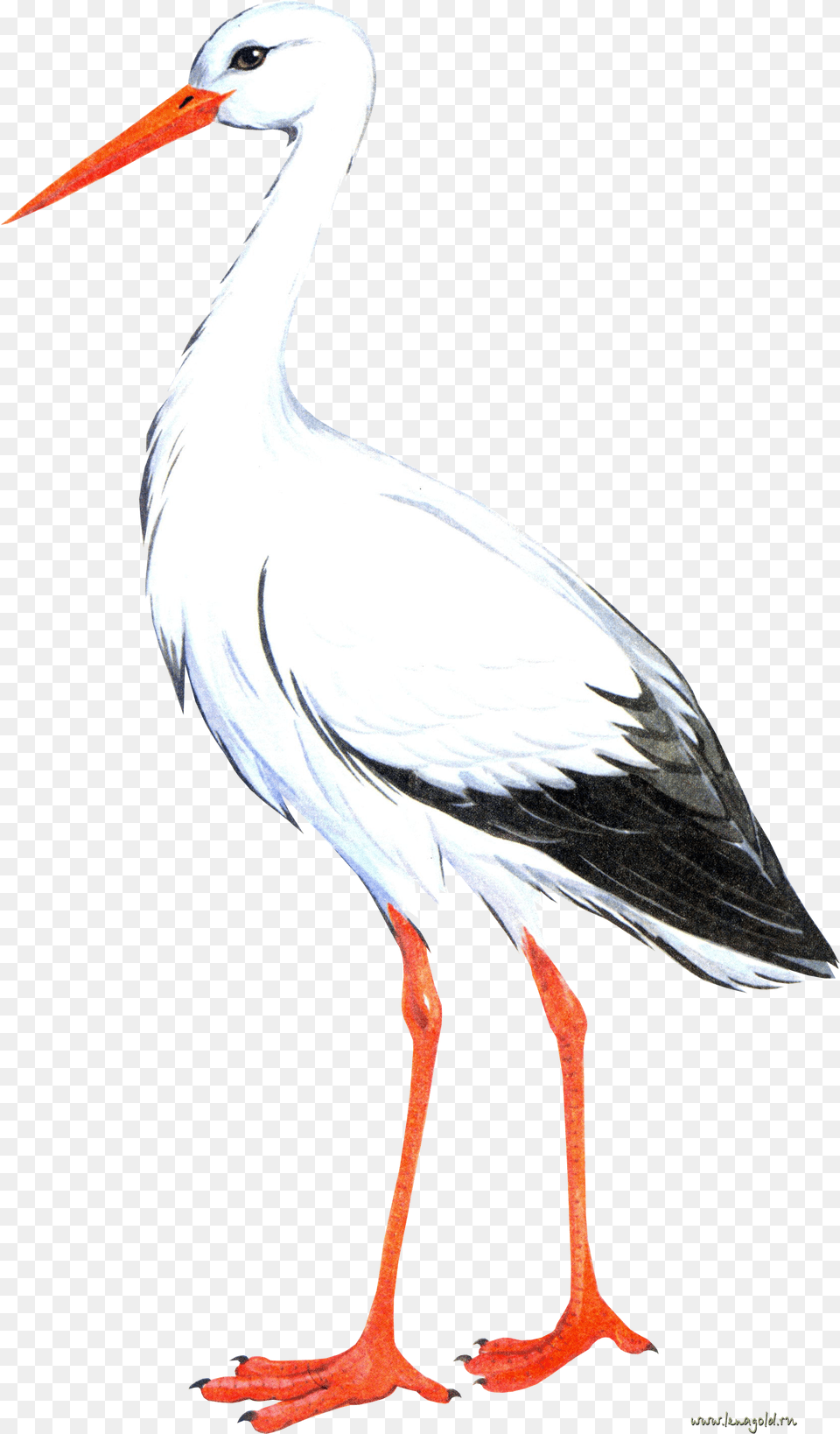 Stork Aist Risunok, Animal, Bird, Crane Bird, Waterfowl Png
