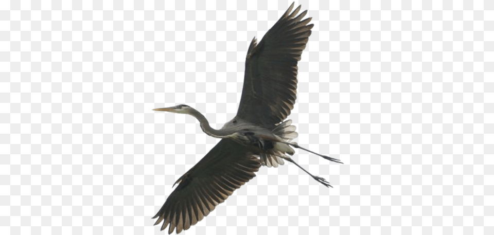 Stork And Vectors For Download Dlpngcom Heron, Animal, Bird, Waterfowl, Crane Bird Free Png