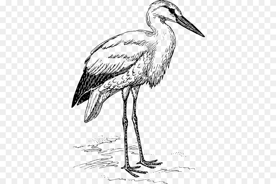 Stork Animal Biology Bird Ornithology Zoology Stork Black And White, Waterfowl, Crane Bird Png