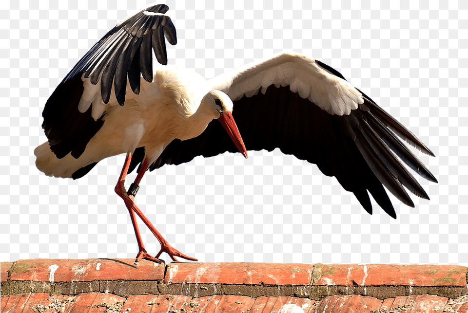 Stork Bird Flying Plumage Nature Animal World Ptica Muzika, Waterfowl Free Transparent Png
