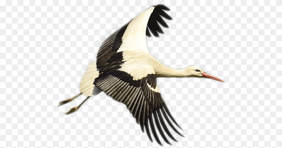 Stork Bird Storks, Animal, Waterfowl, Crane Bird Free Png Download