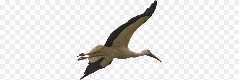 Stork Bird Transparent Image Stork Bird, Animal, Waterfowl Free Png