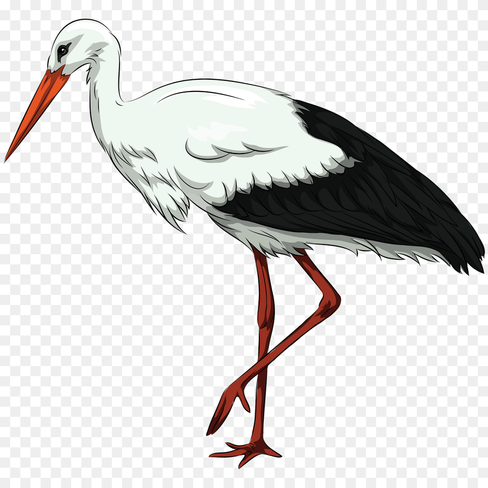 Stork Clipart, Animal, Bird, Waterfowl, Crane Bird Png Image