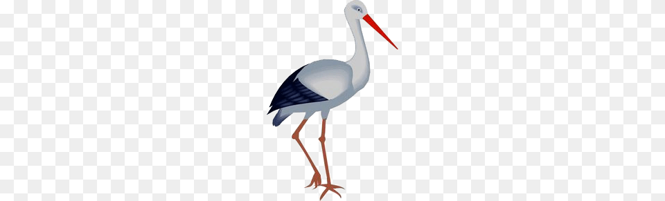 Stork Download, Animal, Bird, Waterfowl, Crane Bird Free Transparent Png
