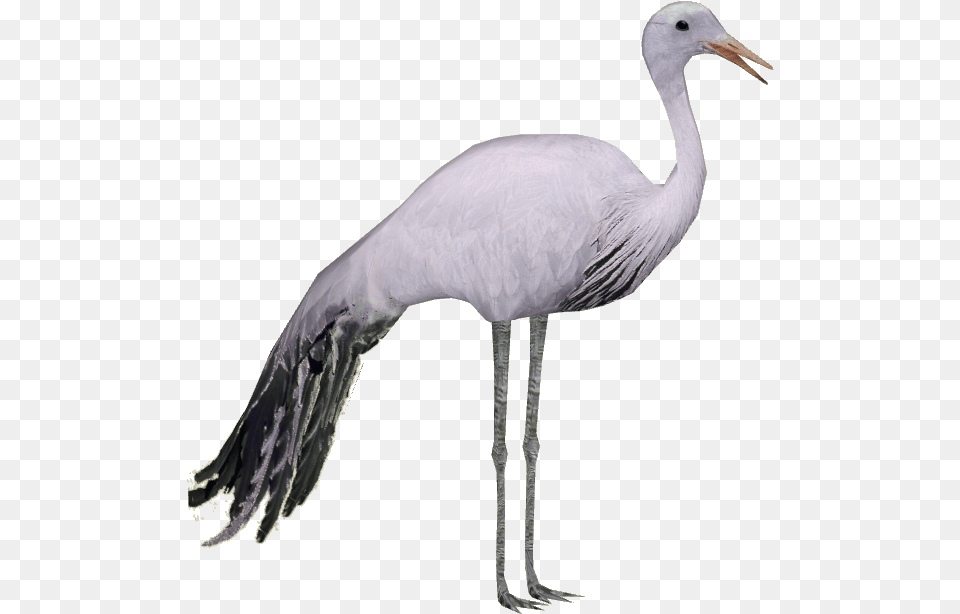 Stork Hd Hdpng Images Pluspng Crane Bird Hd, Animal, Crane Bird, Waterfowl Free Png Download