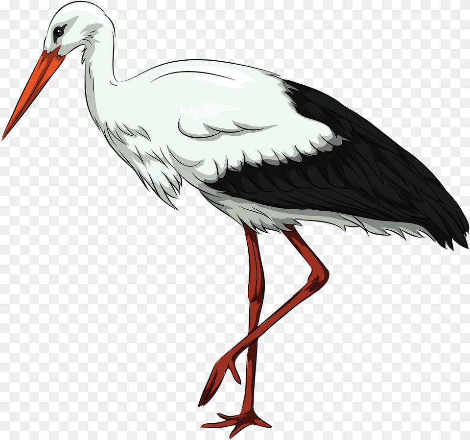 Stork Hd Photo Transparent, Animal, Bird, Waterfowl, Crane Bird Png Image