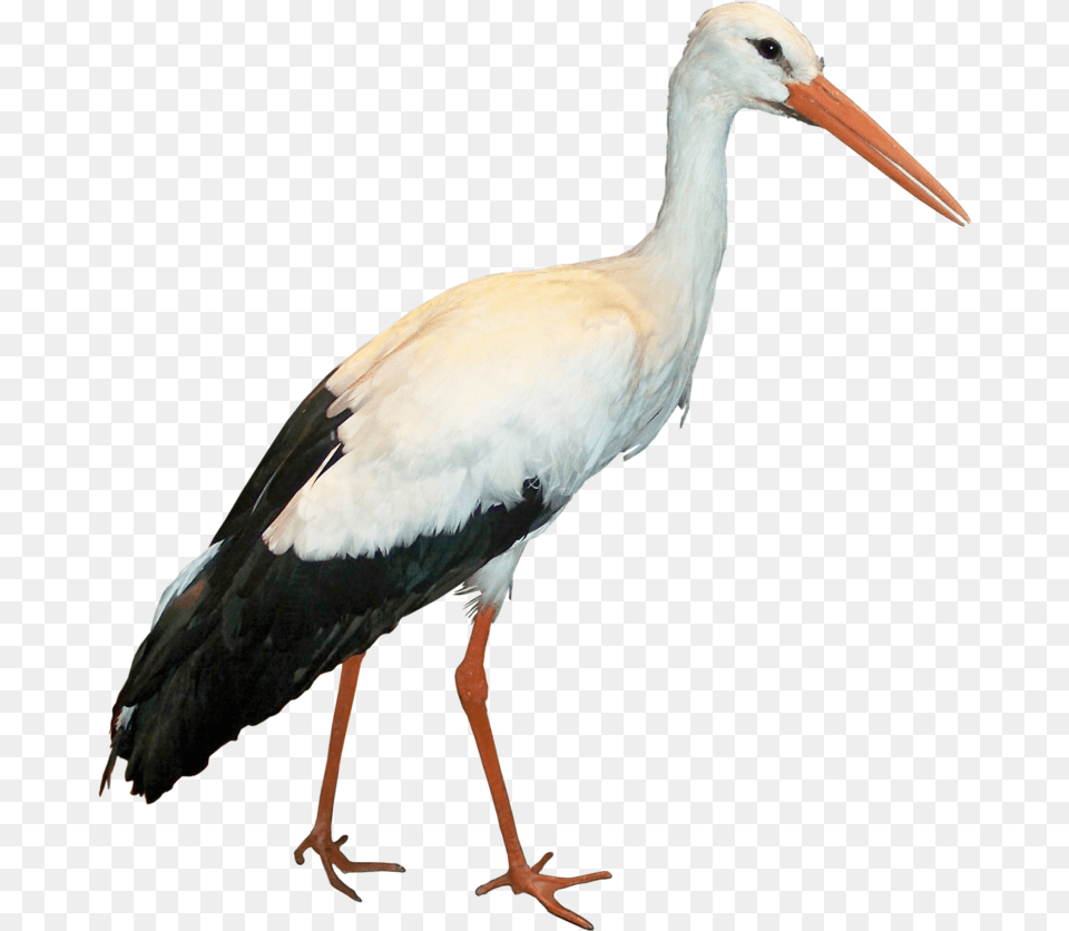Stork Image Collection Stork, Animal, Bird, Waterfowl, Crane Bird Free Png