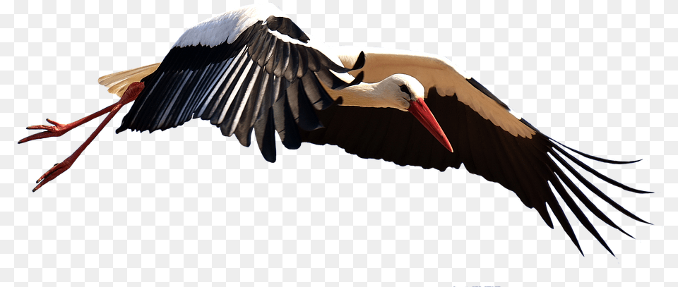 Stork File, Animal, Bird, Waterfowl Png Image