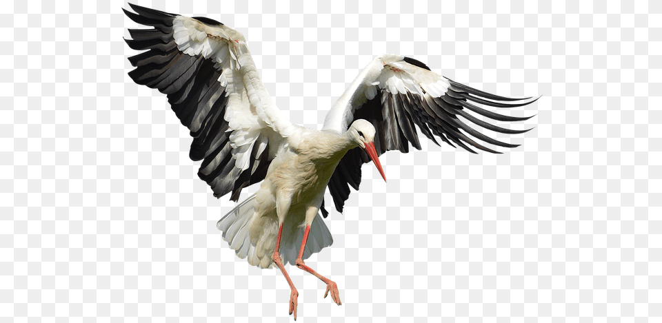 Stork Image With Background Stork, Animal, Bird, Waterfowl Free Transparent Png
