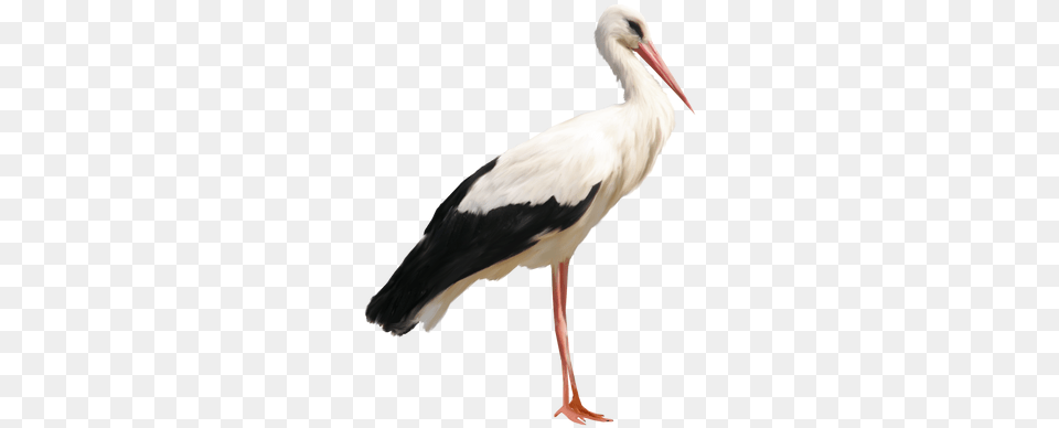 Stork Images Stork, Animal, Bird, Waterfowl Png Image