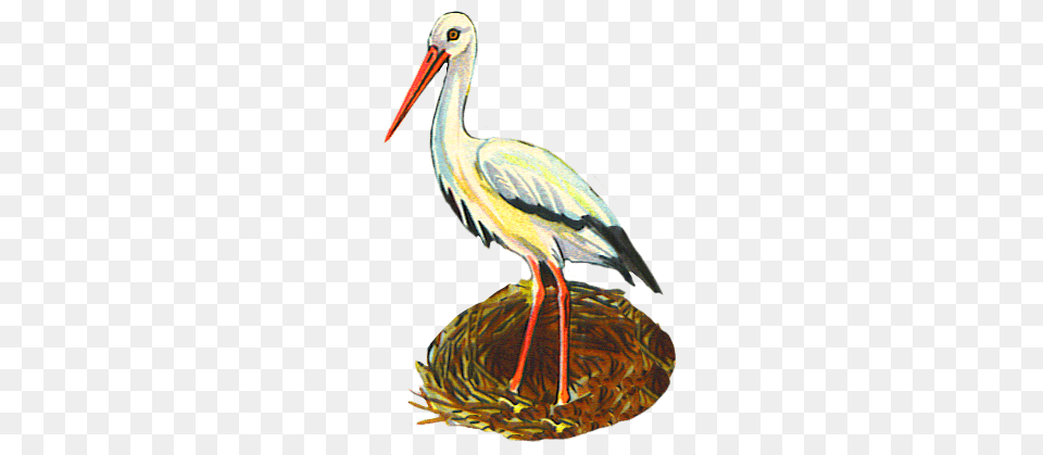 Stork In Nest, Animal, Bird, Waterfowl, Crane Bird Free Png Download