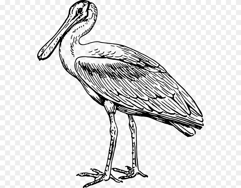 Stork Line Art Drawing Pelecaniformes Spoonbills, Gray Free Transparent Png