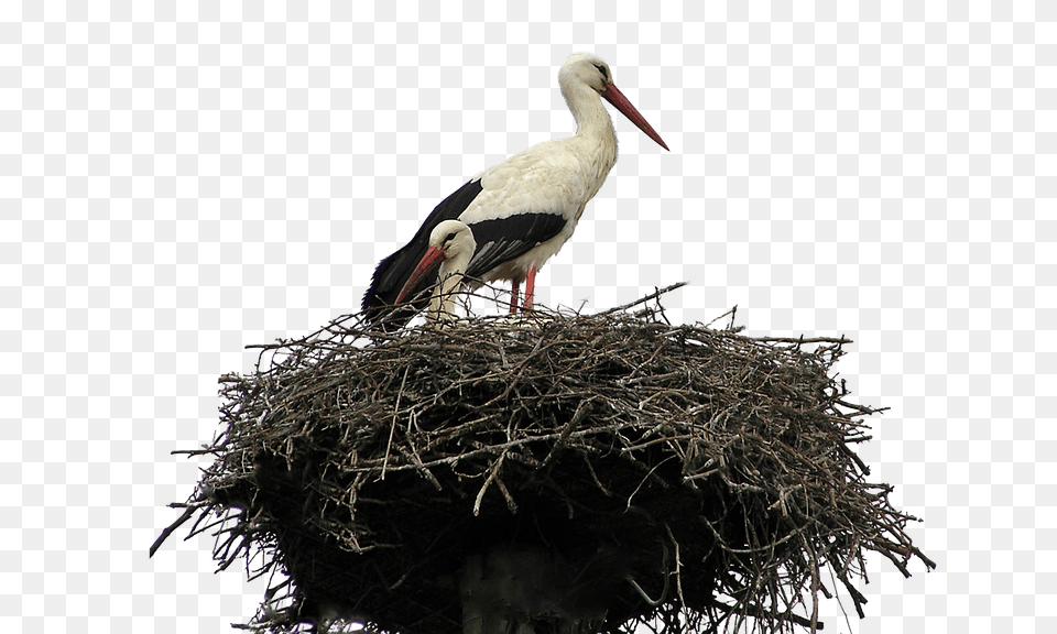 Stork Nest, Animal, Bird, Waterfowl Free Png Download