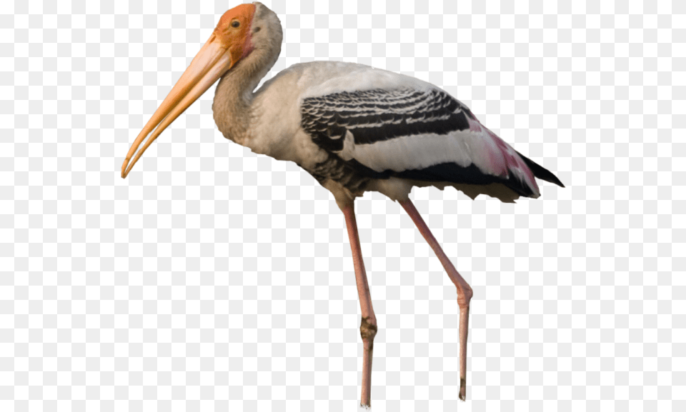 Stork Painted Stork Bird, Animal, Waterfowl Png Image