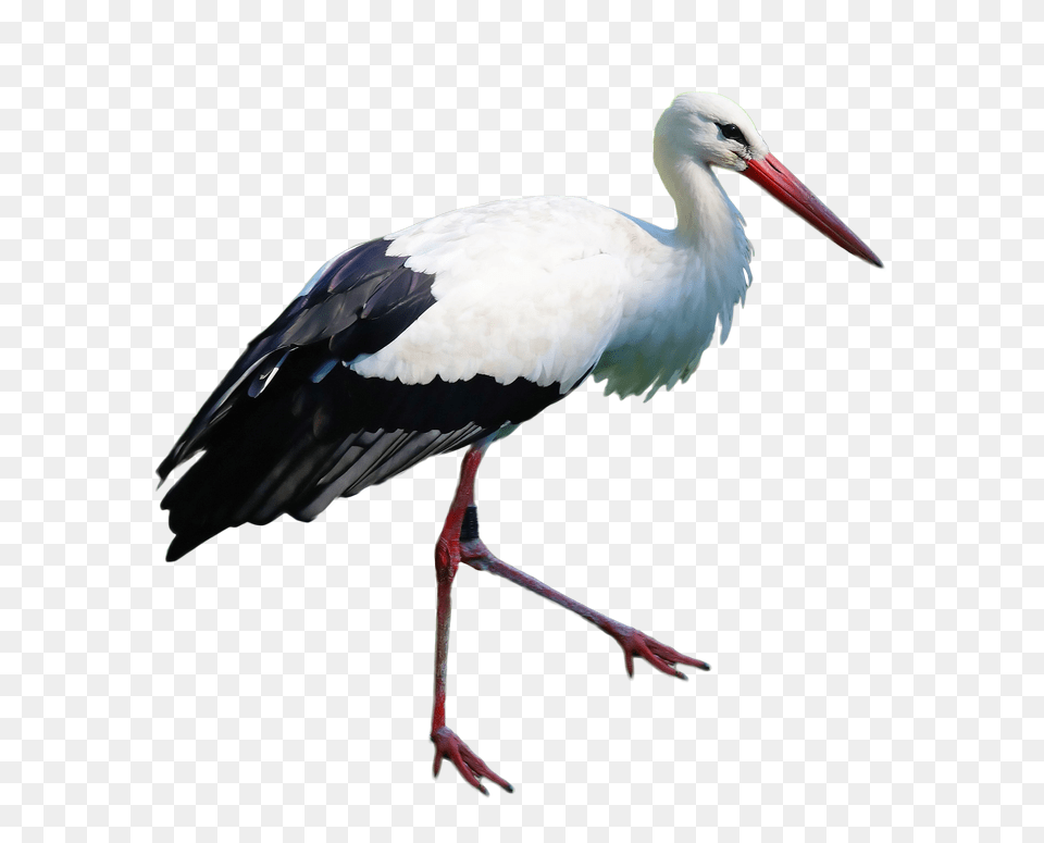 Stork Standing Image, Animal, Bird, Waterfowl Png