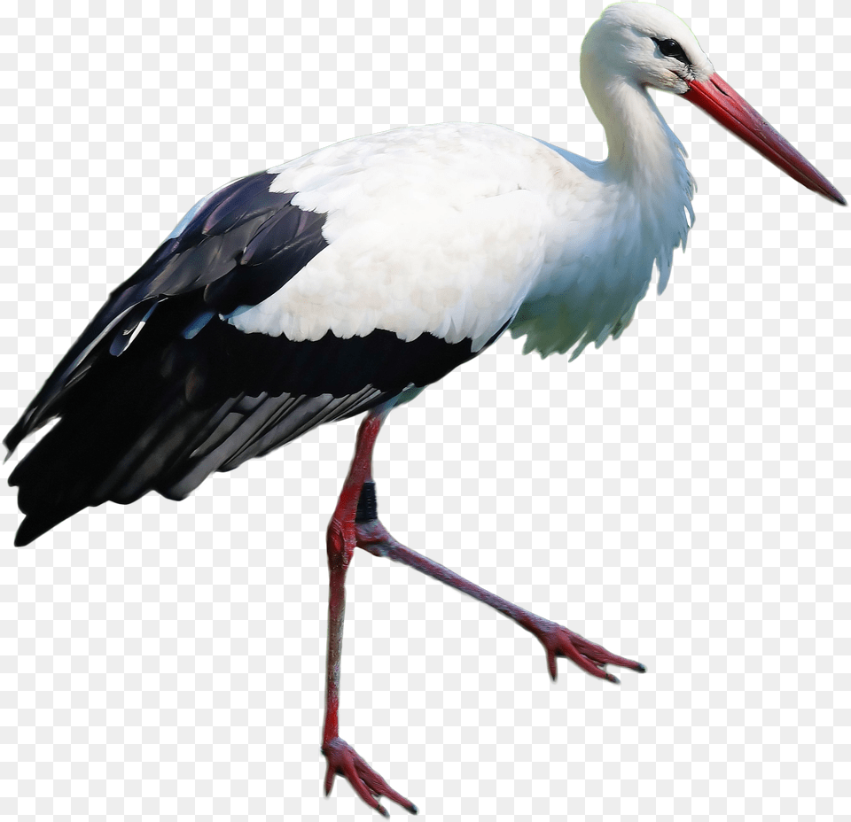 Stork Standing Image Stork, Animal, Bird, Waterfowl, Crane Bird Free Png